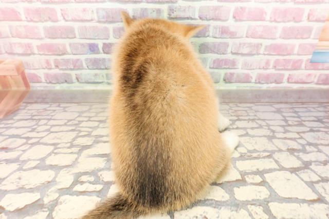 埼玉県のハーフ犬・ミックス犬 (Coo&RIKUアニマルケアセンター大宮/2025年5月18日生まれ/女の子/オレンジホワイト)の子犬の4枚目の画像