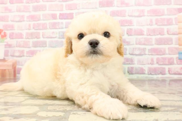 埼玉県のペキプー(ペキニーズ×プードル) (Coo&RIKUアニマルケアセンター大宮/2025年5月20日生まれ/男の子/クリーム)の子犬の3枚目の画像