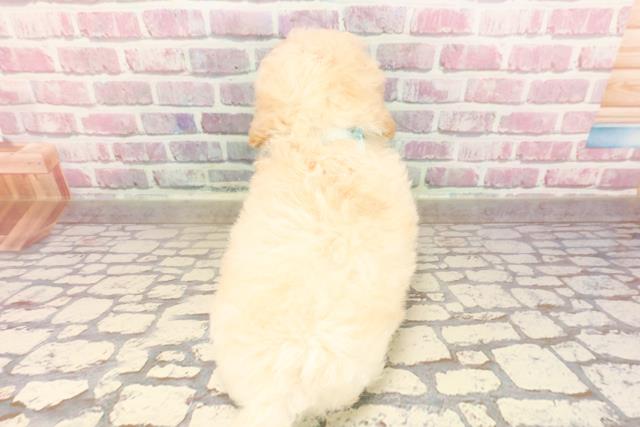 埼玉県のペキプー(ペキニーズ×プードル) (Coo&RIKUアニマルケアセンター大宮/2025年5月20日生まれ/男の子/クリーム)の子犬の4枚目の画像