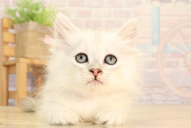 三重県のミヌエット (Coo&RIKU四日市店/2025年5月18日生まれ/女の子/シルバーホワイト)の子猫の1枚目の画像