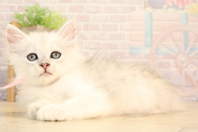 三重県のミヌエット (Coo&RIKU四日市店/2025年5月18日生まれ/女の子/シルバーホワイト)の子猫の3枚目の画像