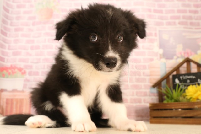 福岡県のボーダーコリー (Coo&RIKU筑後店/2025年5月21日生まれ/男の子/ブラックホワイト)の子犬の2枚目の画像