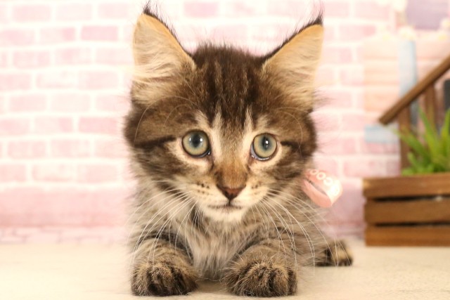 ノルウェージャン・フォレストキャット