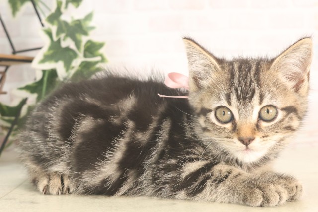 宮崎県のアメリカンショートヘアー (Coo&RIKU宮崎店/2025年5月8日生まれ/女の子/ブラウンタビー)の子猫の2枚目の画像