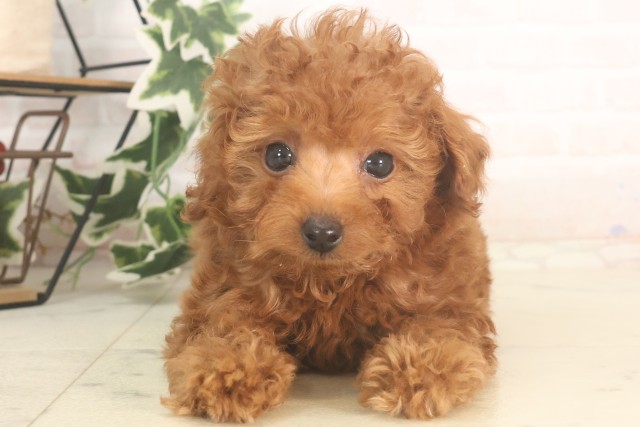 福岡県のティーカッププードル (Coo&RIKU福岡東店/2025年5月17日生まれ/男の子/レッド)の子犬の1枚目の画像
