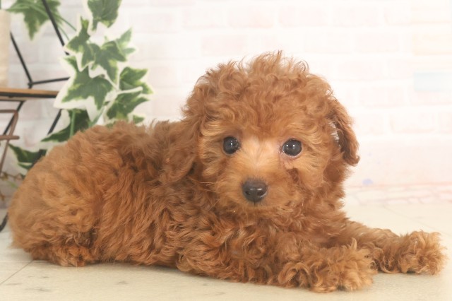 福岡県のティーカッププードル (Coo&RIKU福岡東店/2025年5月17日生まれ/男の子/レッド)の子犬の2枚目の画像