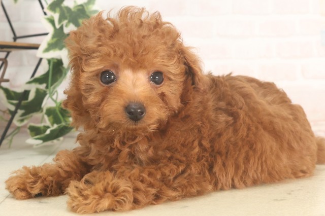 福岡県のティーカッププードル (Coo&RIKU福岡東店/2025年5月17日生まれ/男の子/レッド)の子犬の3枚目の画像