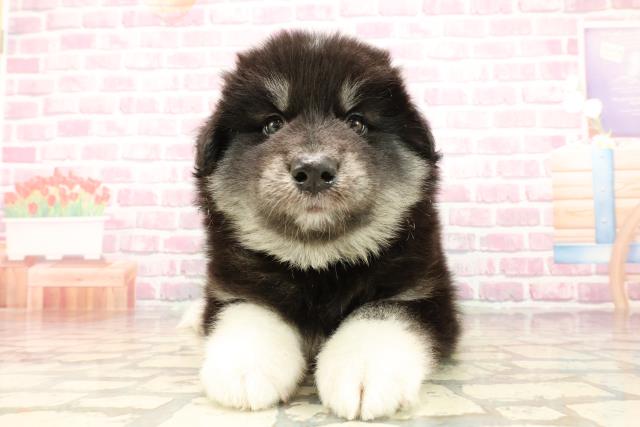 埼玉県のハーフ犬・ミックス犬 (Coo&RIKUアニマルケアセンター大宮/2025年5月16日生まれ/男の子/ブラックホワイト)の子犬の1枚目の画像