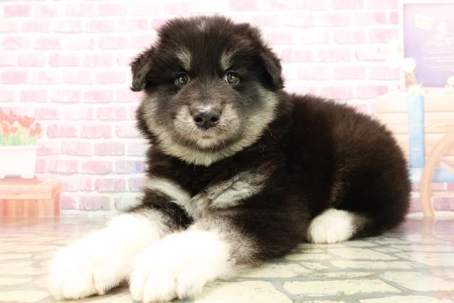 埼玉県のハーフ犬・ミックス犬 (Coo&RIKUアニマルケアセンター大宮/2025年5月16日生まれ/男の子/ブラックホワイト)の子犬の2枚目の画像