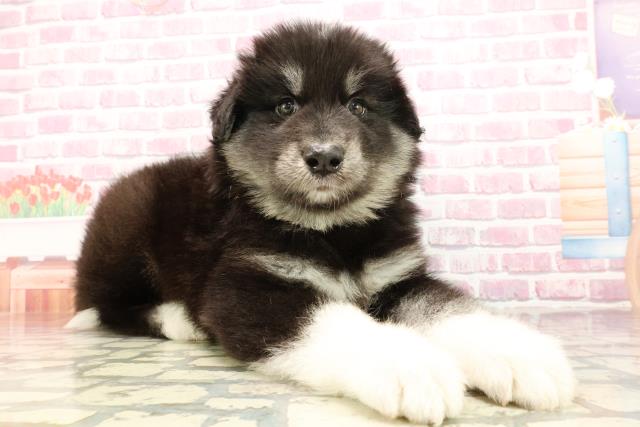 埼玉県のハーフ犬・ミックス犬 (Coo&RIKUアニマルケアセンター大宮/2025年5月16日生まれ/男の子/ブラックホワイト)の子犬の3枚目の画像