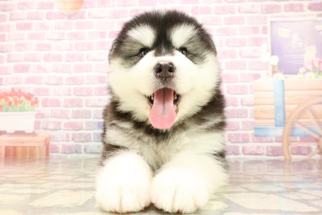 栃木県のハーフ犬・ミックス犬 (Coo&RIKU宇都宮店/2025年5月16日生まれ/男の子/ブラックホワイト)の子犬の1枚目の画像