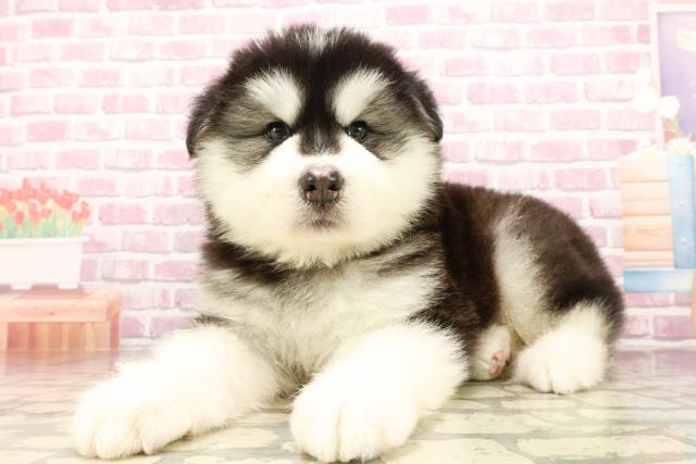栃木県のハーフ犬・ミックス犬 (Coo&RIKU宇都宮店/2025年5月16日生まれ/男の子/ブラックホワイト)の子犬の2枚目の画像