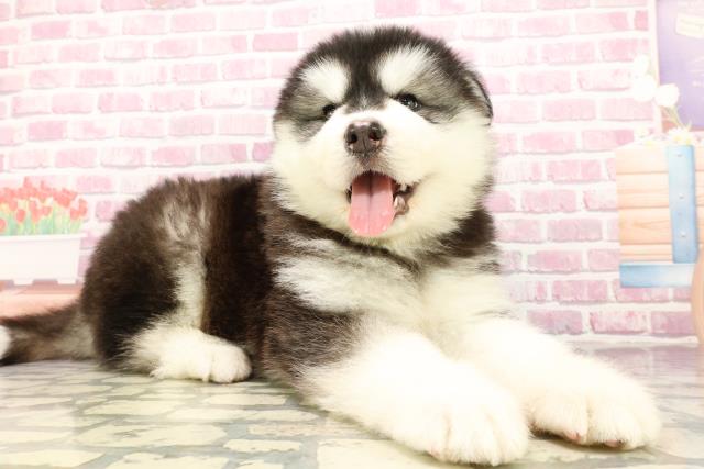 栃木県のハーフ犬・ミックス犬 (Coo&RIKU宇都宮店/2025年5月16日生まれ/男の子/ブラックホワイト)の子犬の3枚目の画像
