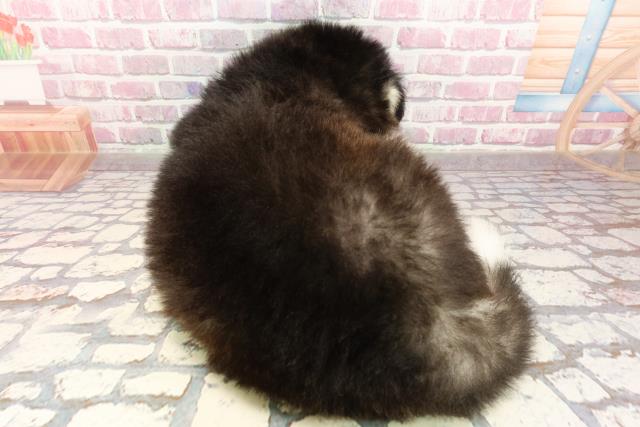 栃木県のハーフ犬・ミックス犬 (Coo&RIKU宇都宮店/2025年5月16日生まれ/男の子/ブラックホワイト)の子犬の4枚目の画像
