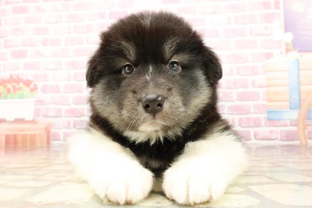 埼玉県のハーフ犬・ミックス犬 (Coo&RIKUアニマルケアセンター大宮/2025年5月16日生まれ/女の子/ブラックホワイト)の子犬の1枚目の画像
