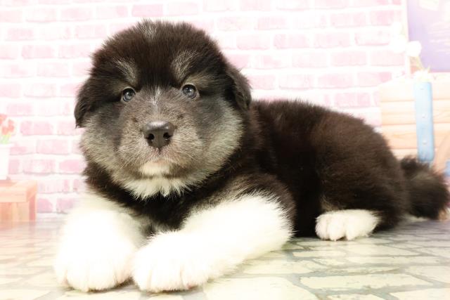 埼玉県のハーフ犬・ミックス犬 (Coo&RIKUアニマルケアセンター大宮/2025年5月16日生まれ/女の子/ブラックホワイト)の子犬の2枚目の画像