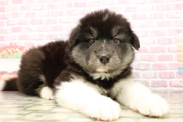 埼玉県のハーフ犬・ミックス犬 (Coo&RIKUアニマルケアセンター大宮/2025年5月16日生まれ/女の子/ブラックホワイト)の子犬の3枚目の画像