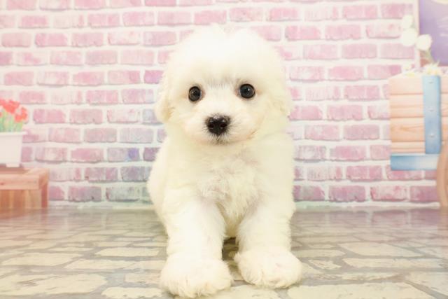 神奈川県のビションフリーゼ (Coo&RIKU平塚店/2025年5月21日生まれ/男の子/ホワイト)の子犬の1枚目の画像