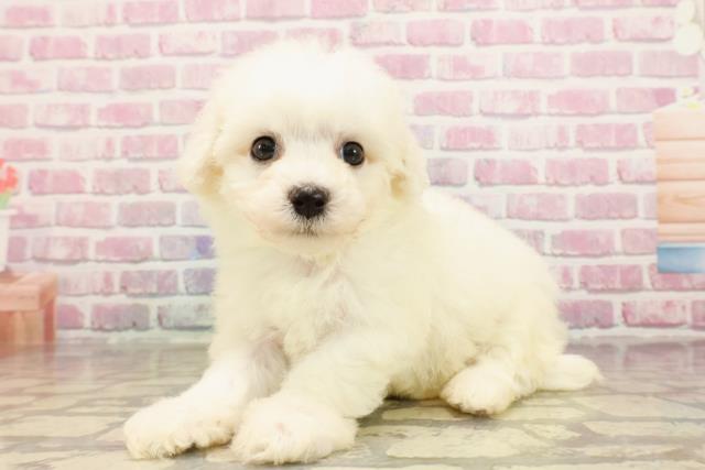 神奈川県のビションフリーゼ (Coo&RIKU平塚店/2025年5月21日生まれ/男の子/ホワイト)の子犬の2枚目の画像