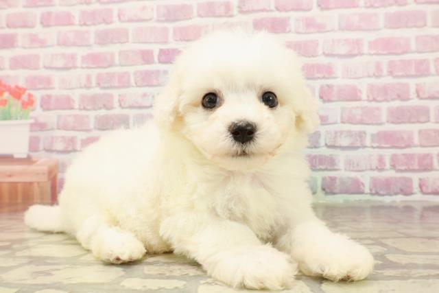神奈川県のビションフリーゼ (Coo&RIKU平塚店/2025年5月21日生まれ/男の子/ホワイト)の子犬の3枚目の画像