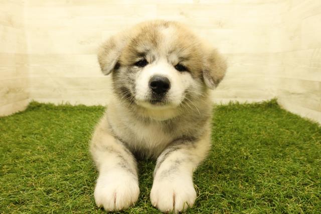 秋田犬