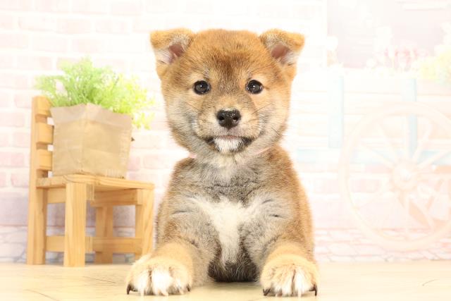 柴犬