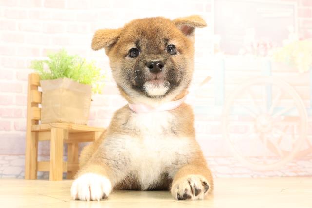 柴犬