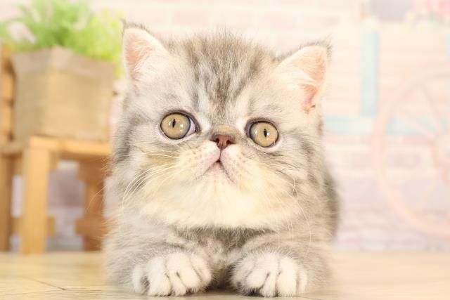 エキゾチック