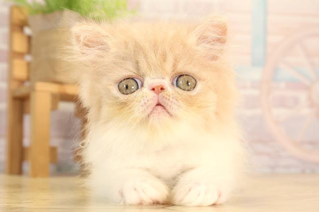 エキゾチック