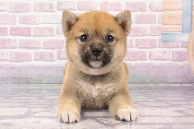 兵庫県の豆柴 (Coo&RIKU神戸三宮店/2025年5月20日生まれ/女の子/赤)の子犬の1枚目の画像