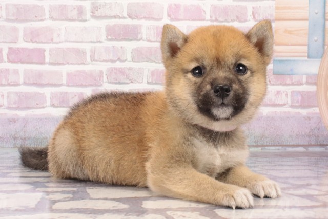 兵庫県の豆柴 (Coo&RIKU神戸三宮店/2025年5月20日生まれ/女の子/赤)の子犬の2枚目の画像