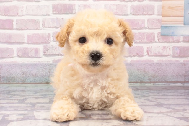 MIX（ハーフ）の子犬（メス♀） 神戸三宮店｜ペットショップ