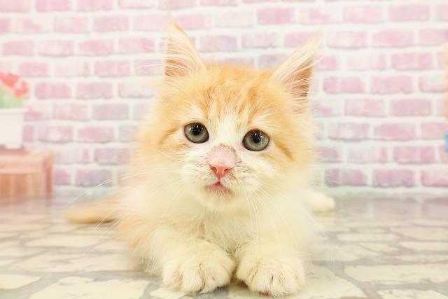北海道のラガマフィン (Coo&RIKU札幌東店/2025年4月29日生まれ/男の子/レッドタビーホワイト)の子猫の1枚目の画像
