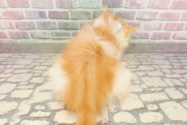 北海道のラガマフィン (Coo&RIKU札幌東店/2025年4月29日生まれ/男の子/レッドタビーホワイト)の子猫の4枚目の画像