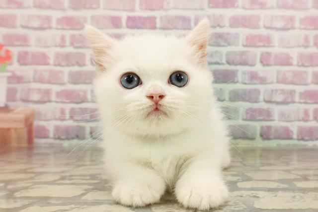 東京都のミヌエット (Coo&RIKUフレスポ住吉店/2025年5月25日生まれ/男の子/ホワイト)の子猫