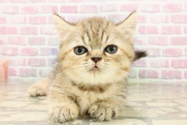 東京都のミヌエット (Coo&RIKU阿佐ヶ谷店/2025年5月25日生まれ/女の子/ブラウンタビー)の子猫の1枚目の画像