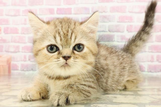 東京都のミヌエット (Coo&RIKU阿佐ヶ谷店/2025年5月25日生まれ/女の子/ブラウンタビー)の子猫の2枚目の画像
