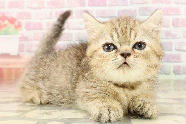 東京都のミヌエット (Coo&RIKU阿佐ヶ谷店/2025年5月25日生まれ/女の子/ブラウンタビー)の子猫の3枚目の画像