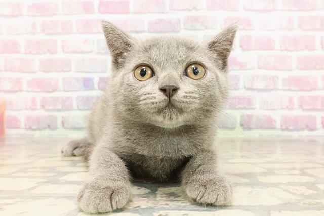 神奈川県のブリティッシュショートヘアー (Coo&RIKUパウ川崎店/2025年5月5日生まれ/男の子/ブルー)の子猫