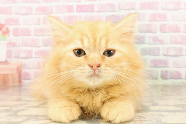 北海道のラガマフィン (Coo&RIKU札幌西店/2025年5月6日生まれ/男の子/レッドマッカレルタビー)の子猫の1枚目の画像
