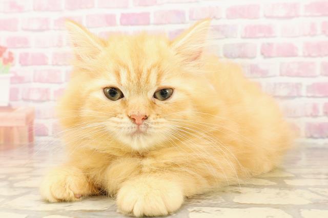 北海道のラガマフィン (Coo&RIKU札幌西店/2025年5月6日生まれ/男の子/レッドマッカレルタビー)の子猫の2枚目の画像