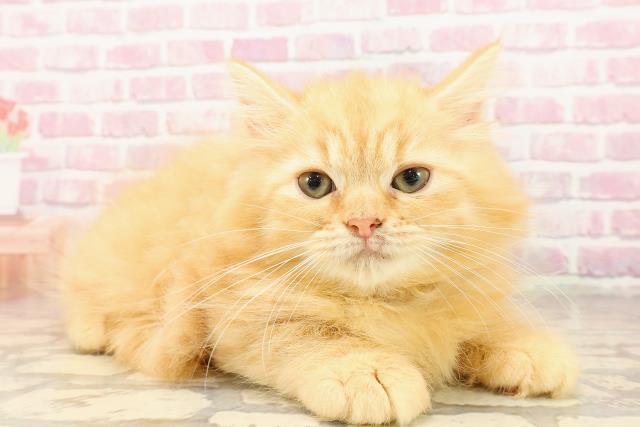 北海道のラガマフィン (Coo&RIKU札幌西店/2025年5月6日生まれ/男の子/レッドマッカレルタビー)の子猫の3枚目の画像