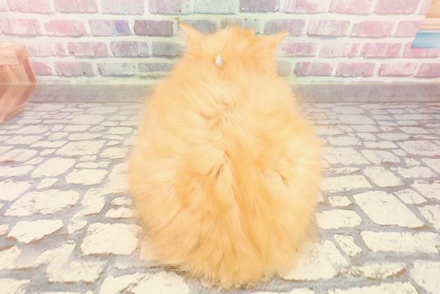 北海道のラガマフィン (Coo&RIKU札幌西店/2025年5月6日生まれ/男の子/レッドマッカレルタビー)の子猫の4枚目の画像