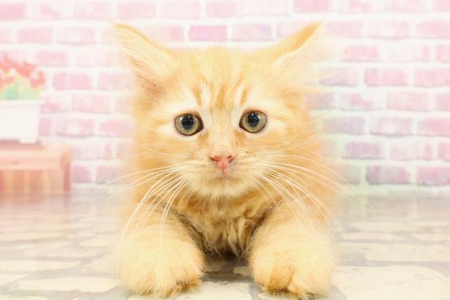 埼玉県のラガマフィン (Coo&RIKUアニマルケアセンター大宮/2025年5月6日生まれ/男の子/レッドクラシックタビー)の子猫の1枚目の画像