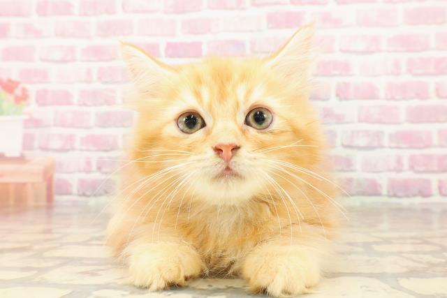埼玉県のラガマフィン (Coo&RIKUアニマルケアセンター大宮/2025年5月6日生まれ/男の子/レッドクラシックタビー)の子猫の1枚目の画像