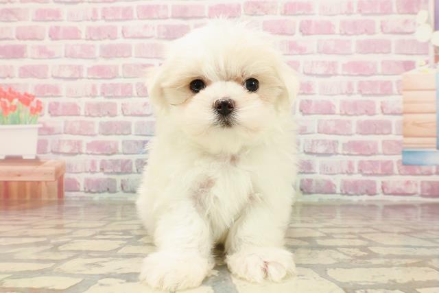 新潟県のマルチーズ (Coo&RIKU新潟西店/2025年5月15日生まれ/男の子/ホワイト)の子犬の1枚目の画像