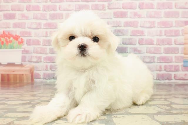 新潟県のマルチーズ (Coo&RIKU新潟西店/2025年5月15日生まれ/男の子/ホワイト)の子犬の2枚目の画像