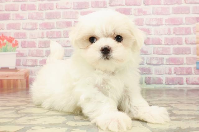新潟県のマルチーズ (Coo&RIKU新潟西店/2025年5月15日生まれ/男の子/ホワイト)の子犬の3枚目の画像