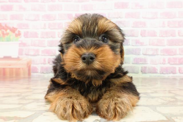 東京都のヨークシャーテリア (Coo&RIKU練馬店/2025年5月23日生まれ/男の子/スチールブルータン)の子犬の1枚目の画像