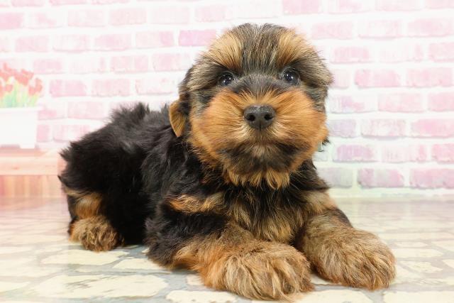 東京都のヨークシャーテリア (Coo&RIKU練馬店/2025年5月23日生まれ/男の子/スチールブルータン)の子犬の3枚目の画像